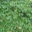 Alangium platanifolium var.trilobum ou chinense
